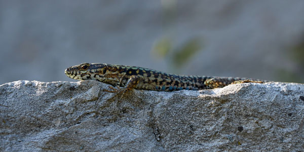 A lizard lying on a grey rock. 