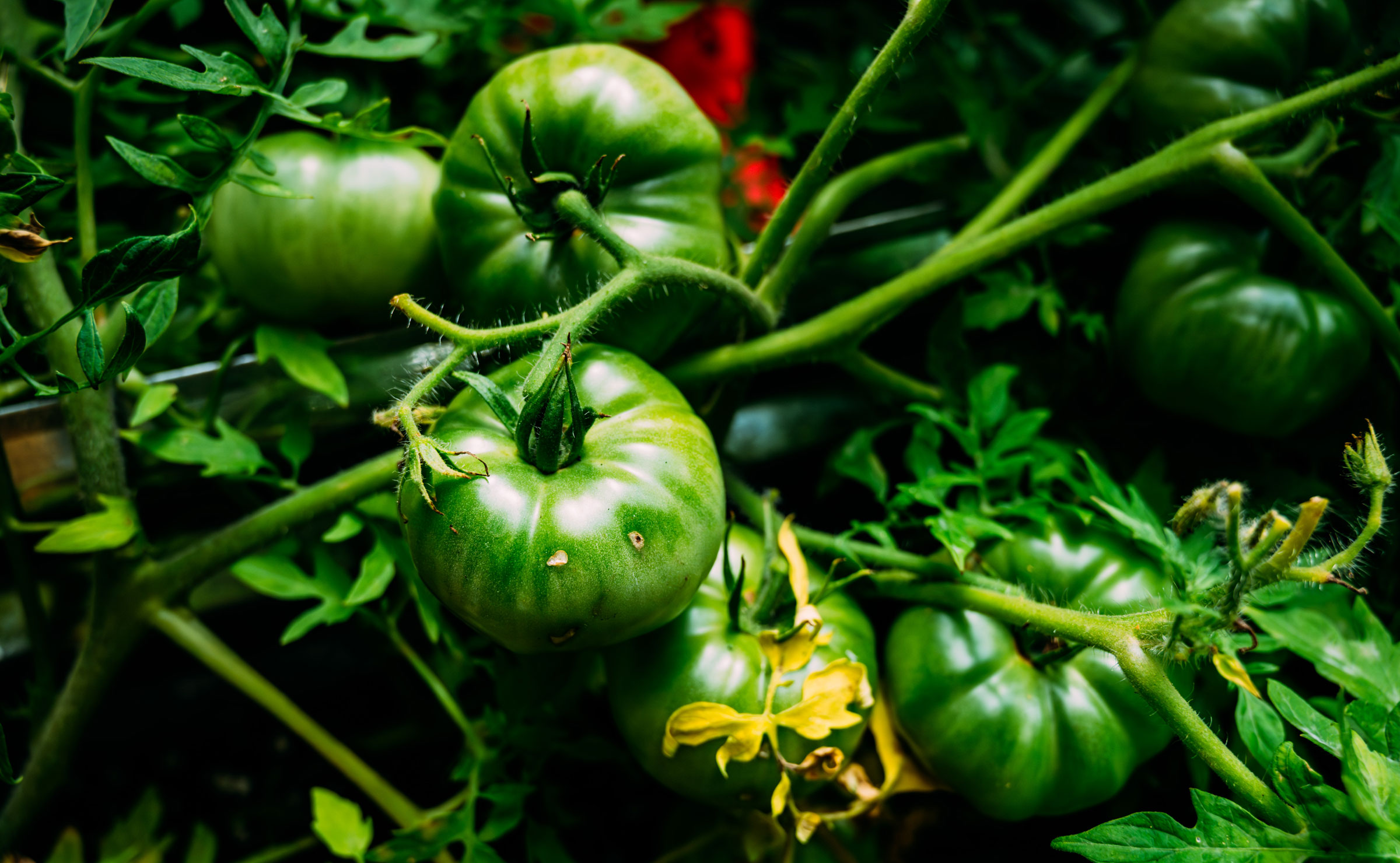 A closeup of green tomatoes grown in the Victoria University community garden.